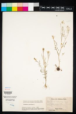 Cardamine parviflora image