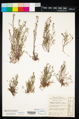 Cardamine parviflora image