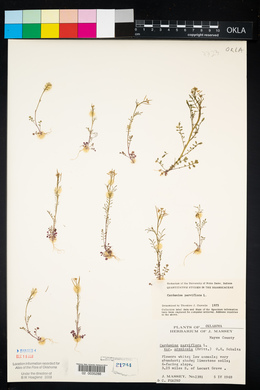 Cardamine parviflora image