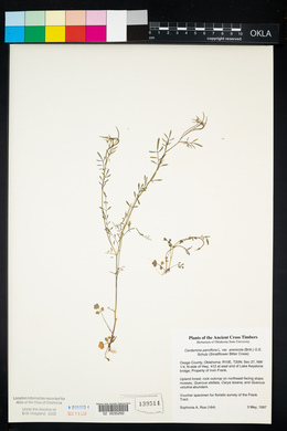 Cardamine parviflora var. arenicola image