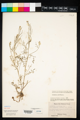 Cardamine parviflora image