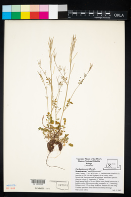 Cardamine parviflora image