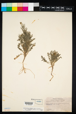 Descurainia pinnata subsp. intermedia image