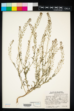 Descurainia pinnata subsp. intermedia image