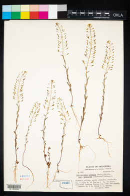 Descurainia pinnata subsp. halictorum image