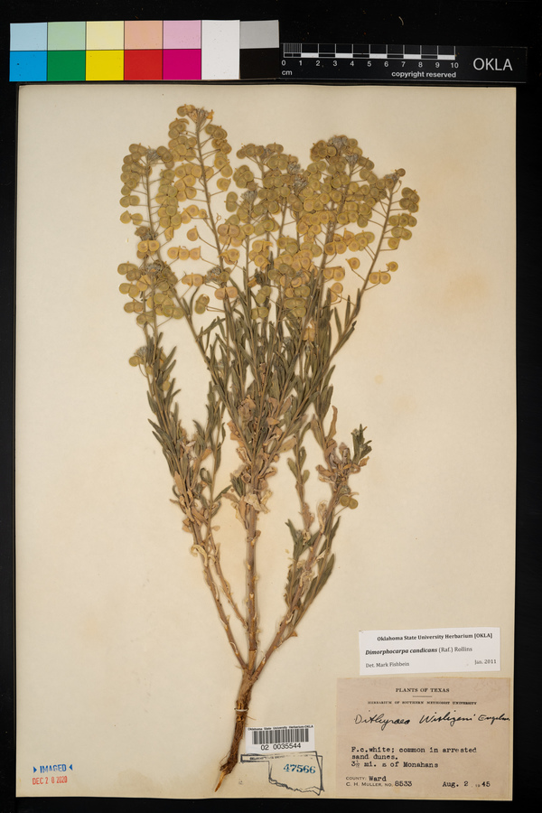 Dimorphocarpa candicans image