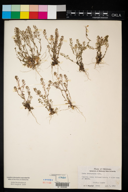 Draba brachycarpa image