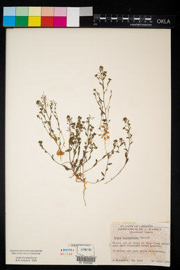 Draba brachycarpa image