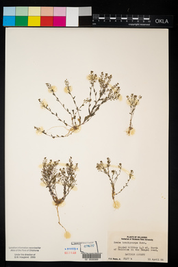 Draba brachycarpa image