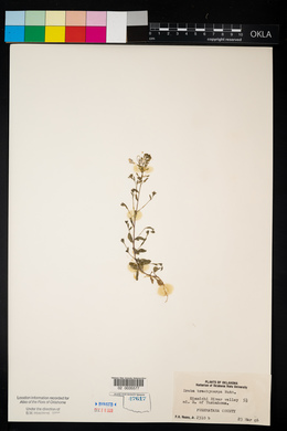 Draba brachycarpa image