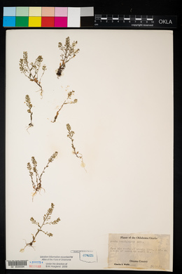 Draba brachycarpa image