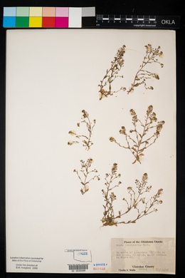 Draba brachycarpa image