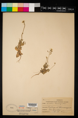 Draba cuneifolia image