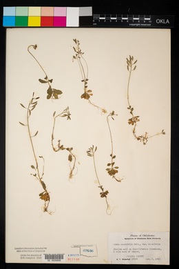 Draba cuneifolia image