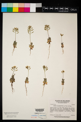 Draba cuneifolia image