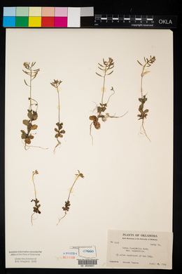 Draba cuneifolia image