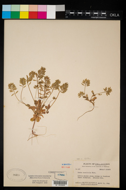 Draba cuneifolia image