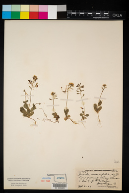 Draba cuneifolia image