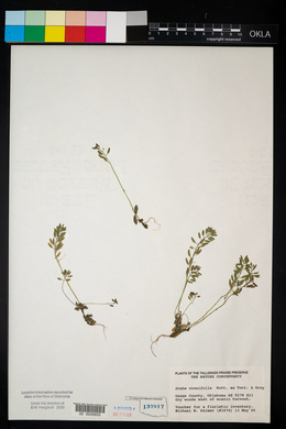 Draba cuneifolia image