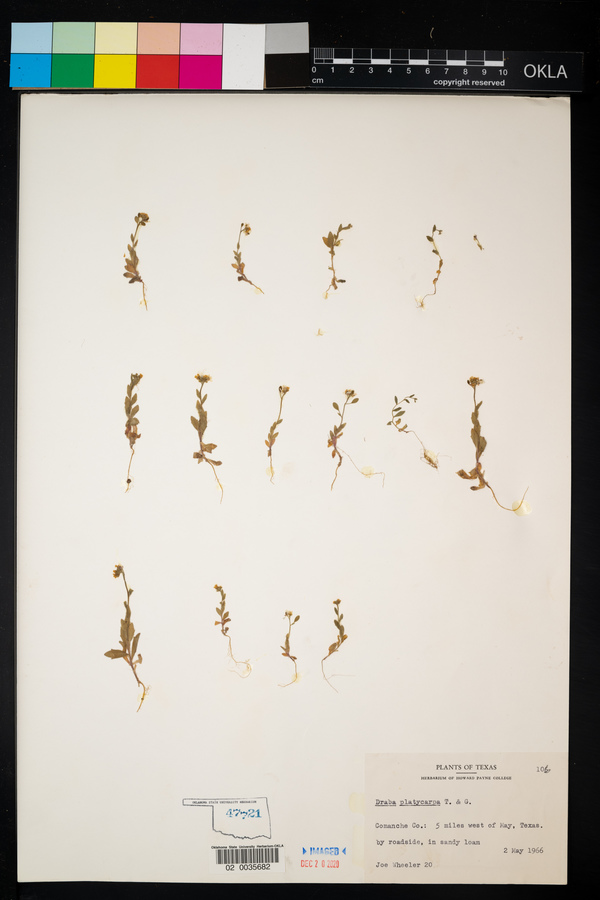 Draba platycarpa image