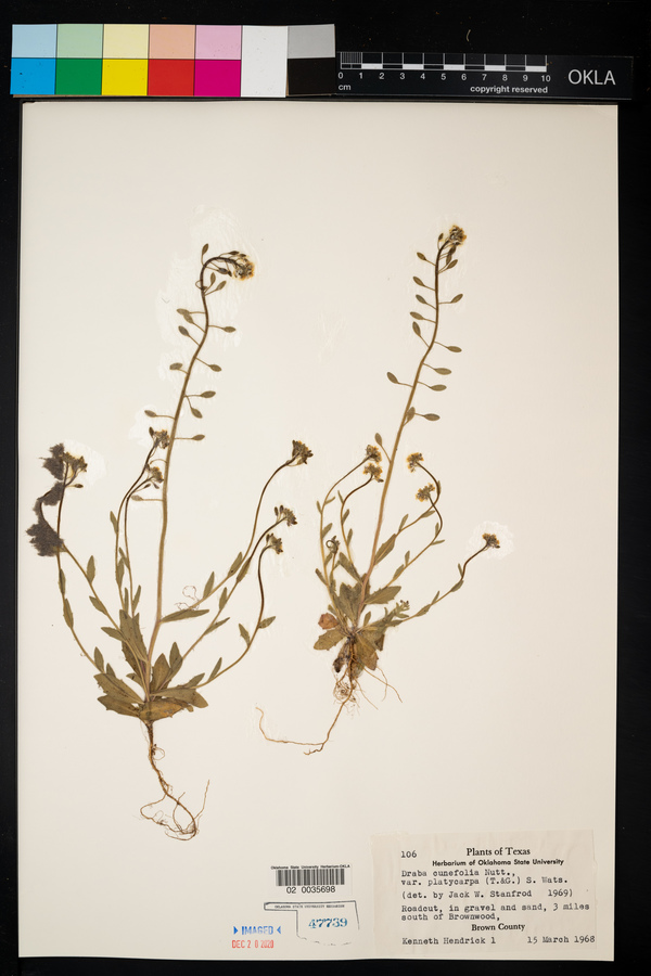 Draba platycarpa image