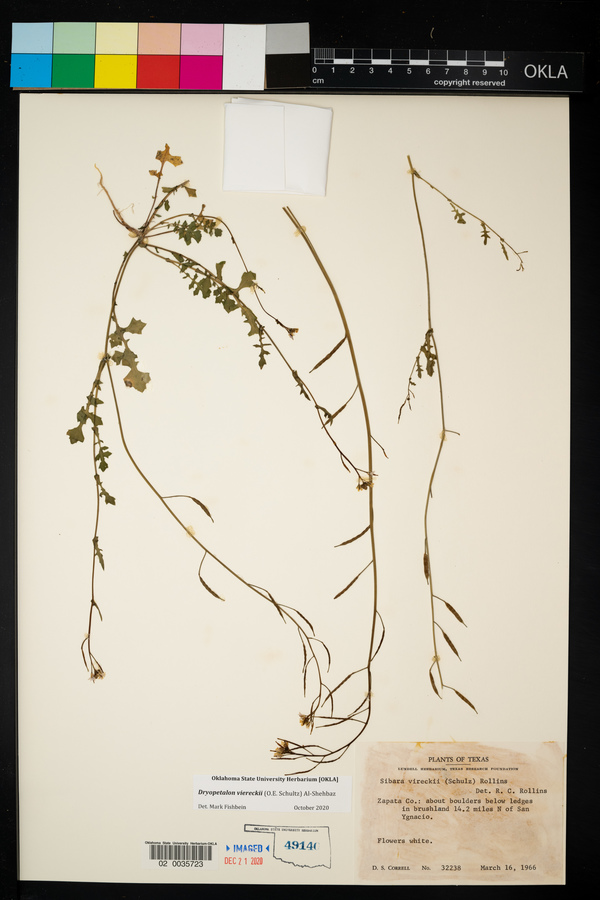 Dryopetalon viereckii image