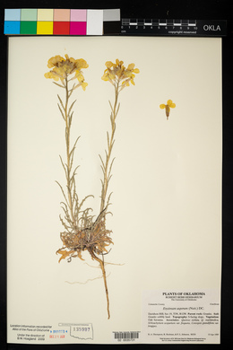 Erysimum asperum image