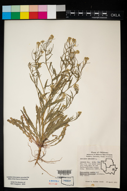 Erysimum repandum image