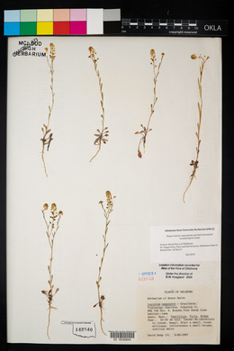 Lepidium campestre image