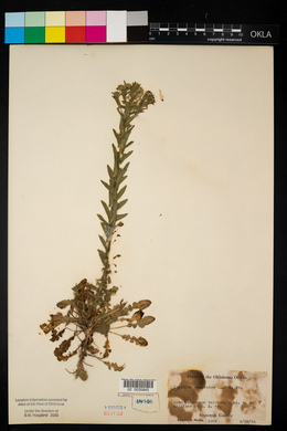 Lepidium campestre image