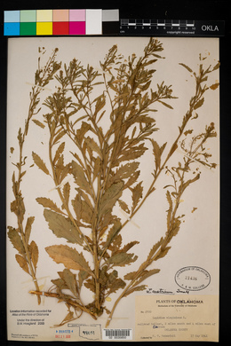 Lepidium austrinum image