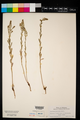 Lepidium austrinum image