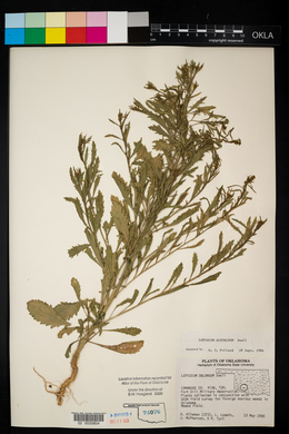 Lepidium austrinum image