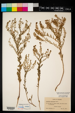 Lepidium austrinum image