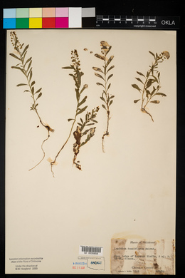 Lepidium densiflorum image