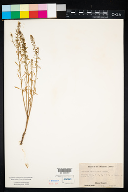 Lepidium densiflorum image