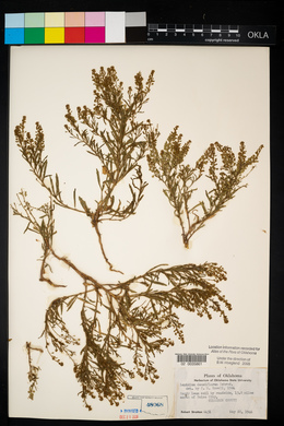 Lepidium densiflorum image