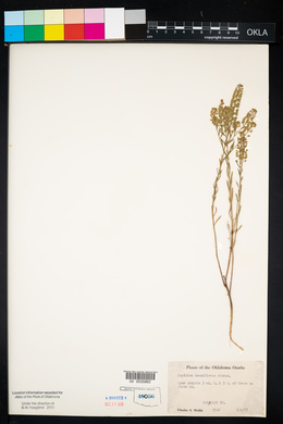 Lepidium densiflorum image