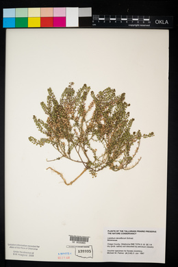 Lepidium densiflorum image