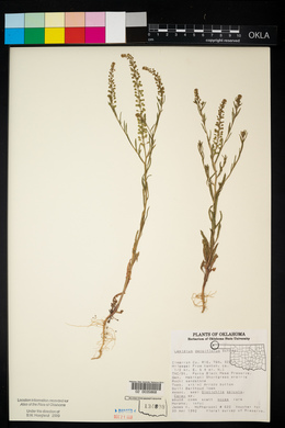 Lepidium densiflorum image