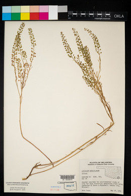 Lepidium densiflorum image