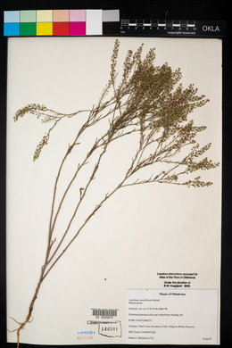 Lepidium densiflorum image