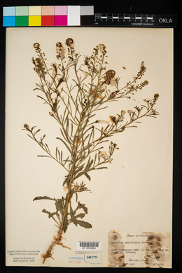 Lepidium densiflorum image