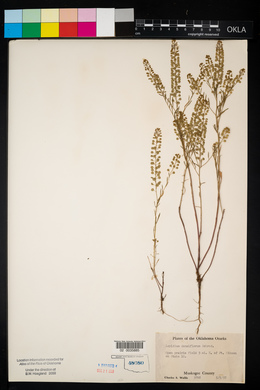 Lepidium densiflorum image