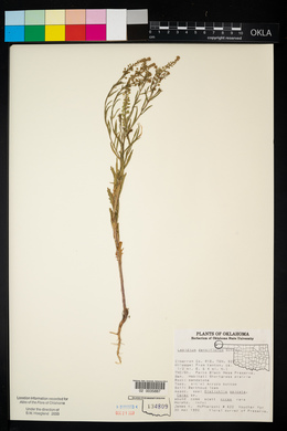 Lepidium densiflorum image