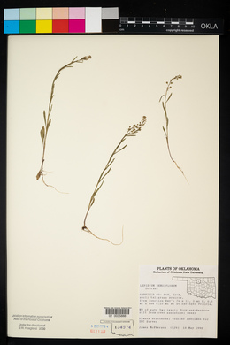 Lepidium densiflorum image