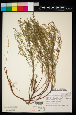 Lepidium densiflorum image