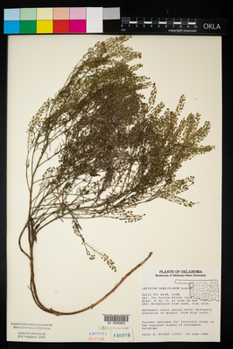 Lepidium densiflorum image