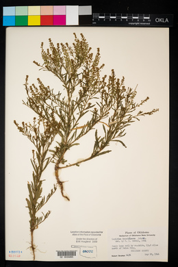 Lepidium densiflorum image