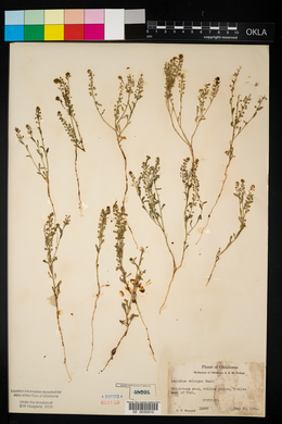 Lepidium oblongum image